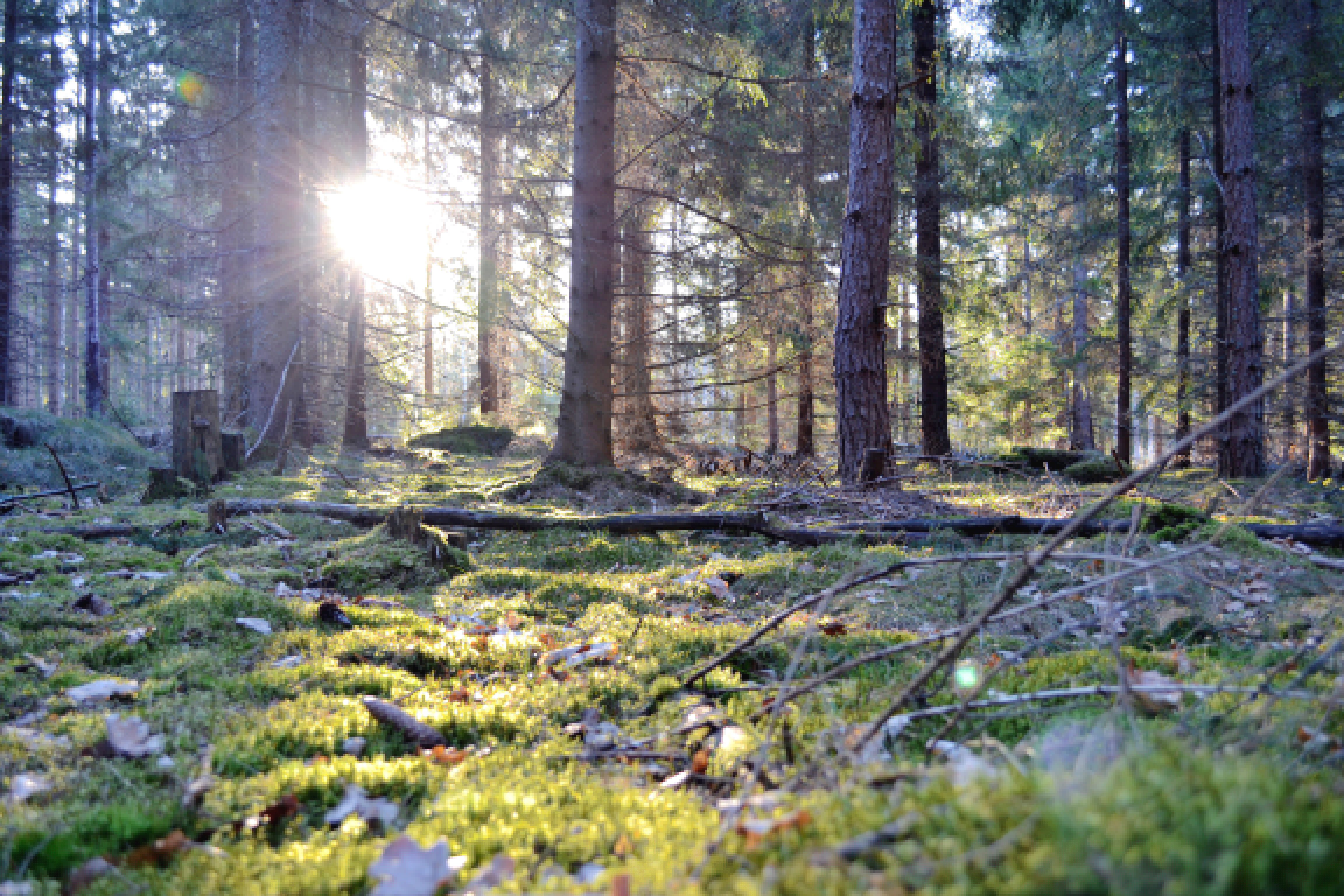 jord-skogvem-ger-mest-skog